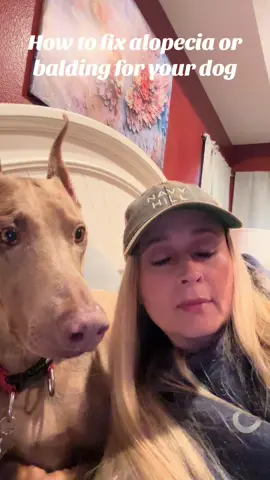How to fix alopecia or balding in your dog. #alopecia #healing #doberman #doglover #foryou #fy #fyp #dobermans_of_tiktok #dobmom #dobby 