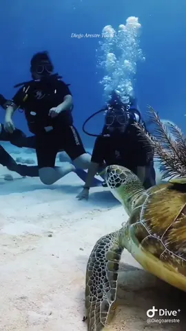 Vivimos en un mundo maravilloso que está lleno de belleza, encanto y aventura. No hay fin a las aventuras que podemos tener, si sólo las buscamos con los ojos abiertos. (Jawaharlal Nehru) #rivieramaya Diego Arestre #diving  #tour #ocean  #fyp 