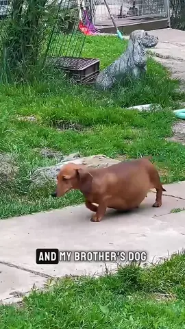 My dog #pregnant #dog #USA 