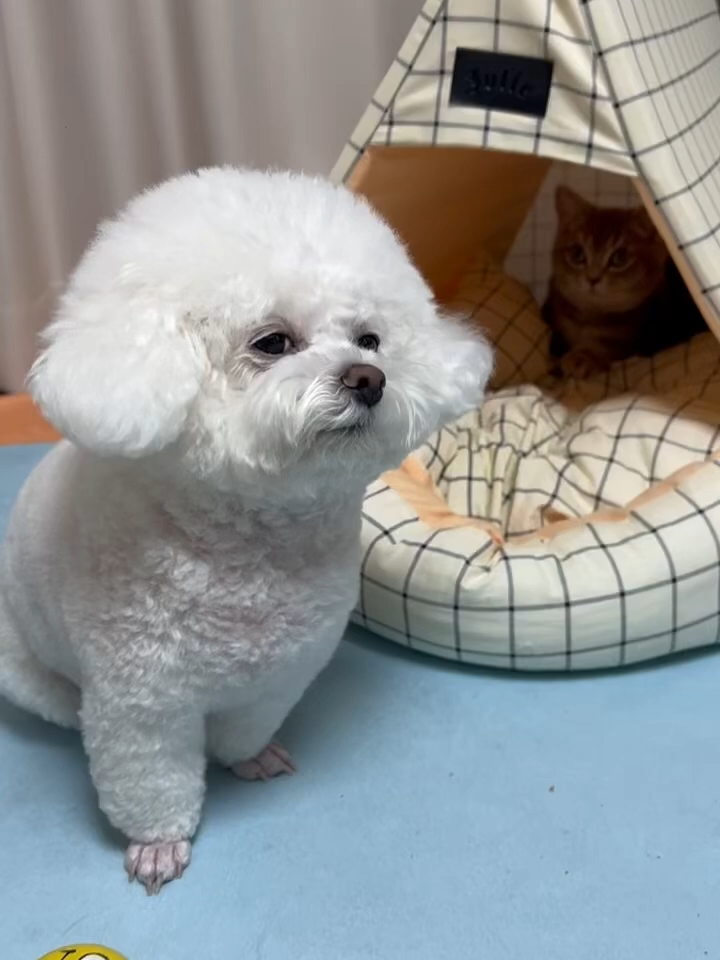 동생한테 자기집뺏기고 세상억울한 강아지 ㅋㅋㅋ