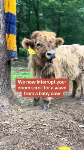 Um, hi, excuse me, thanks for pausing your doom scroll🥹 . . 🚜Black Rock Farm 🐂Highlands, Hay & Pumpkins 📧blackrock highlands@gmail.com 🖥️blackrock-farm.com *Visitation by appointment only* 📍Myersville, Maryland #highlandcow #cowlover #moo #babycowyawn #scottishhighland