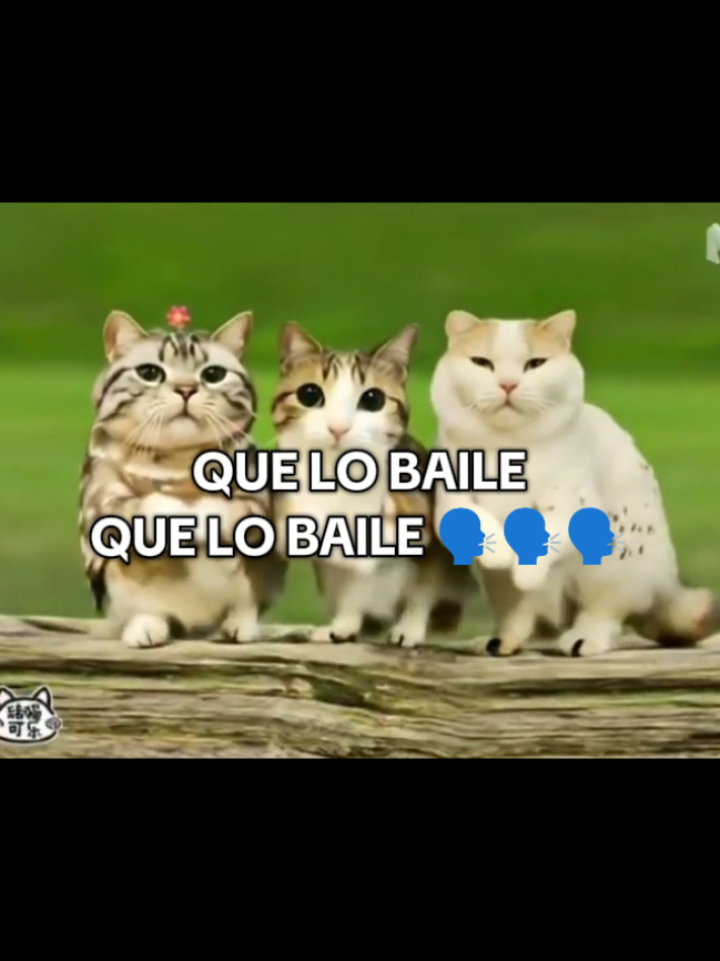 QUE LO BAILE QUE LO BAILE 🗣️🗣️🗣️ #meow #gatosiameses #parati  #ElSteveBolas #FunnyVideo 