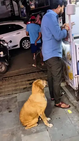 Ne kadar nazik bir köpek.. Ama birisi onu fark etti, çok şükür. 💗 💗 🤗 🤗 💗 💗 