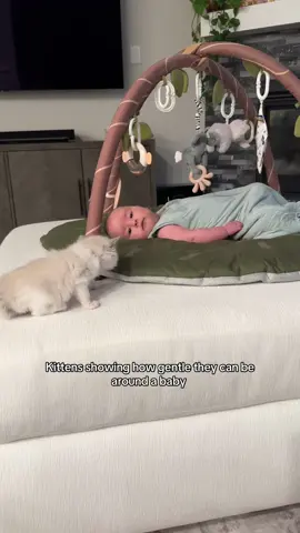 It's so sweet to see how gentle kittens are 