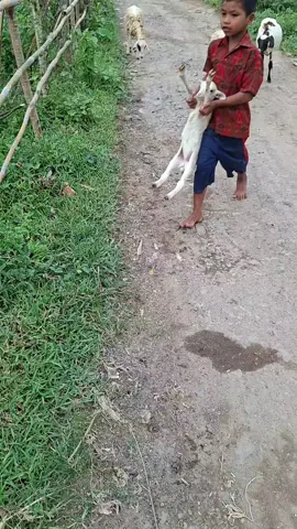 Si Bolang bocah angon #tiktokviral 