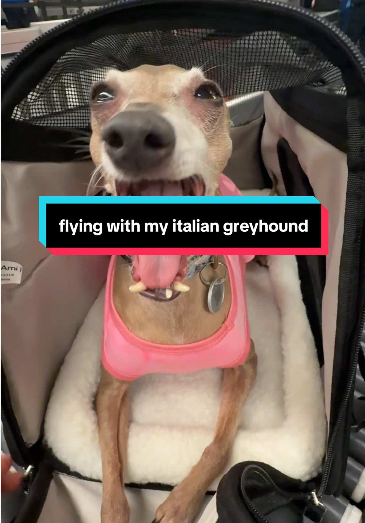 see u on a flight 🔜! #flyingwithdogs #traveltips #pettravel #traveltok #italiangreyhound @American Airlines 