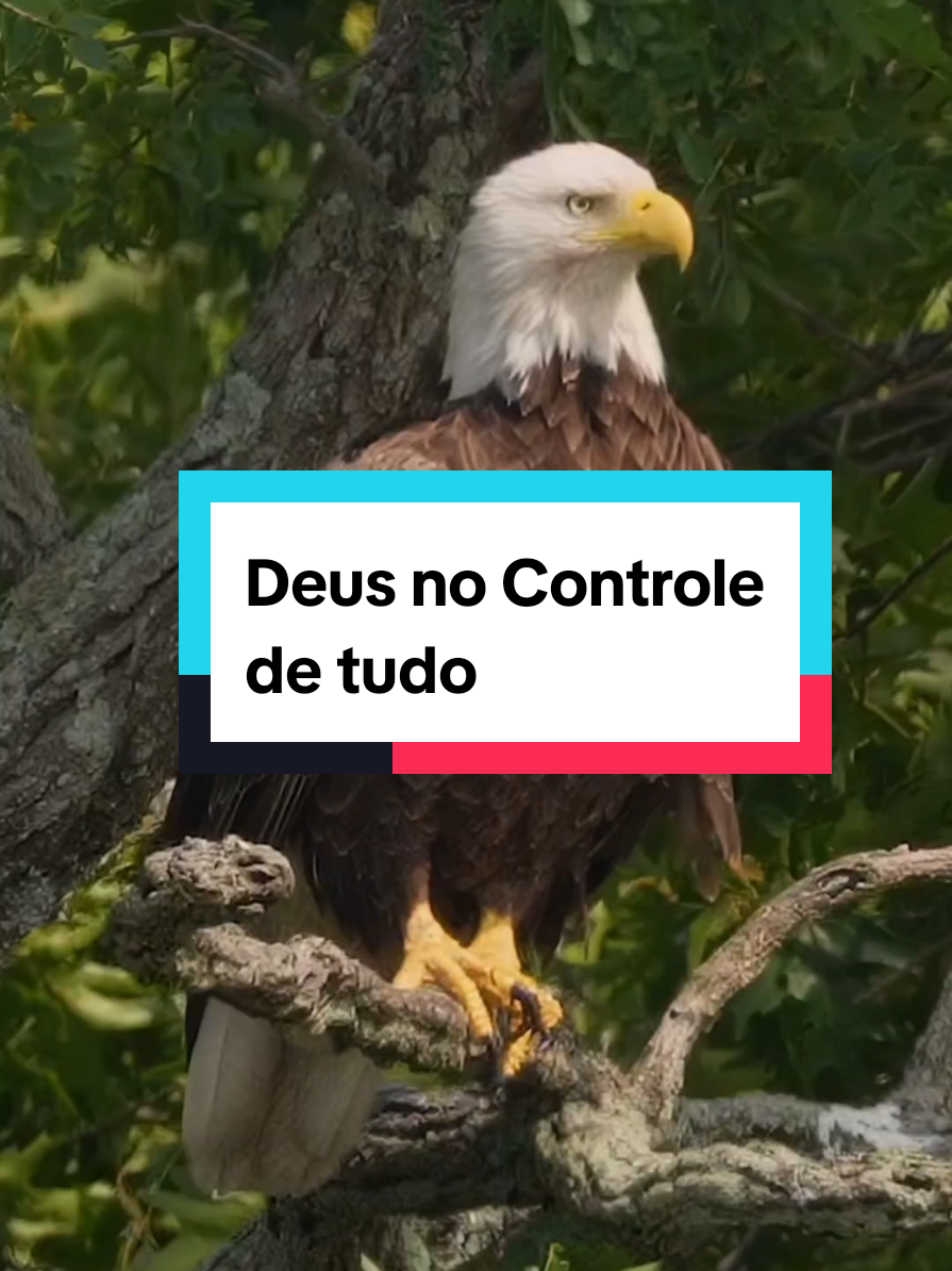 Deus no Controle de tudo. #deusnocontrole #deus #motivacao #reflexaocristã #fyppagee 