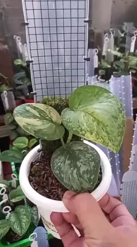Scindapsus Exotica no id #tiktoklive #livehighlights 