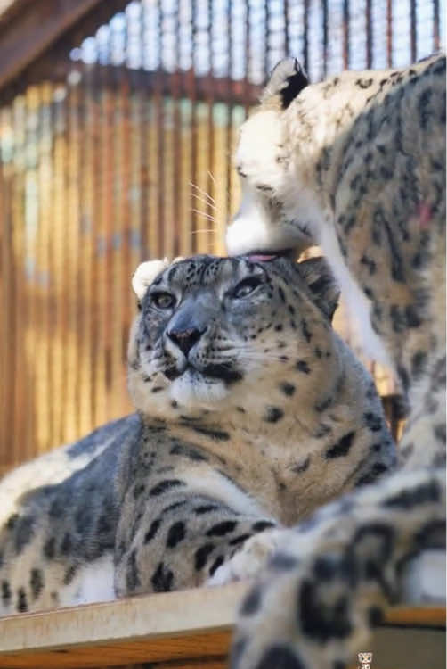 Older snow leopards have extended their lifespan.#animals #fpy #foryourpage #Love #Us 