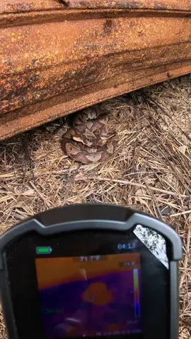I Went Looking For Snakes Using My New Thermal Imager!  #snake #animals #mileseeytools #mileseeychallenge #laborday 