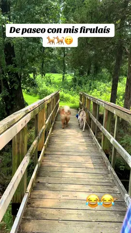 Perritos felices 🐶🐶#paseo #firulais #perritos #fypシ゚viral #videoviral 