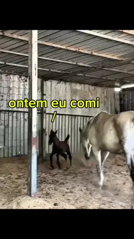 Ontem eu comi Picpoca com sauuulllaL 😂🍿🎶 #videosengracados #comedia #animais #funnyvideos #meme 
