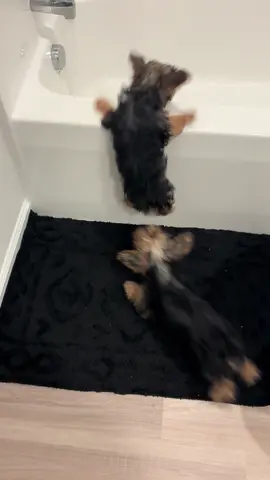 The only dogs you see willing to take a bath...#yorkiesoftiktok #yorkie #puppiesoftiktok #sockbandits #otisand3stacks 