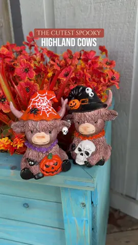 The cutest spooky vows ever #halloweendecor #halloween #halloweencow 