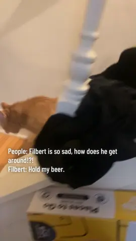 Many people see filbert and the first thing they say is “that’s so sad.” Believe me- there is nothing sad about filbert. He has friends, he LOVES people, he gets zoomies, he loves to play and snuggle, and he is a happy, healthy, gregarious, mobile and opinionated cat. #disabledcat #disabledpetsoftiktok #funnycatsoftiktok #filbert #orangecat @Bitty Kitty Brigade 