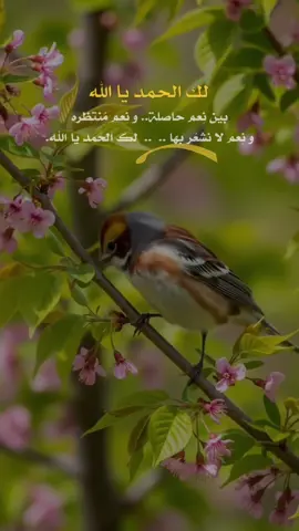 بين نِعم حاصلة.. و نِعم مُنتظره ‏و نِعم لا نشعُر بها ..  ..  لك الحمد يا الله.