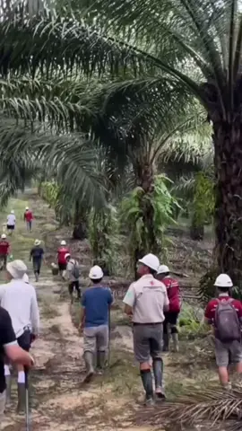 Helem putih terjun kelapangan perkebunan sawit. #sawit #hlemPutih #mandor #pekerjakeras 
