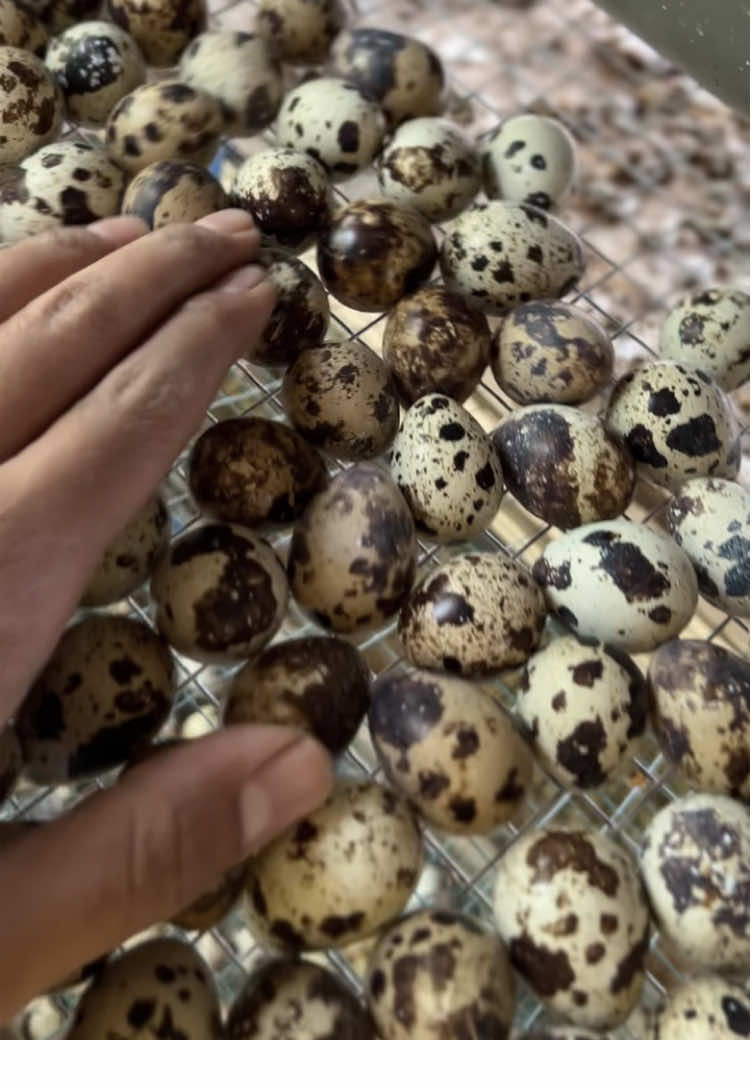 kualitas dijamin dan bergaransi ecer/grosir silahkan WA di bio ☎️ #puyuh #telurpuyuh #puyuhpetelur #malang #malang24jam 