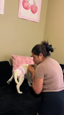 #diapers #disposable #male #female #puppy 