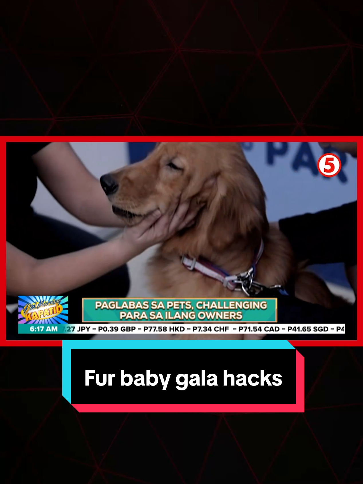 PET TIPS Challenge para sa ilang fur parents ang pagpasyal ng kanilang fur babies, lalo na kung maraming ibang pets sa paligid. Ngayong International Pet Summit, alamin ang ilang tips kung paano mapapanatiling kalmado at komportable ang ating mga alaga.