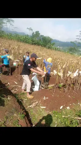#purbalingga #karangjambupurbalingga #dinaspertanianpurbalingga #dinaspertanianpropinsijawatengah 