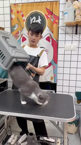 🛁🛁🫧#cleaning #bath #foryou #petcat #need 