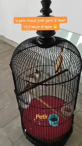 Si petir burung mewah di tawar hingga 😱 #fyppppppppppppppppppppppp #Petir #trucukanmania #kicaumania #viral 
