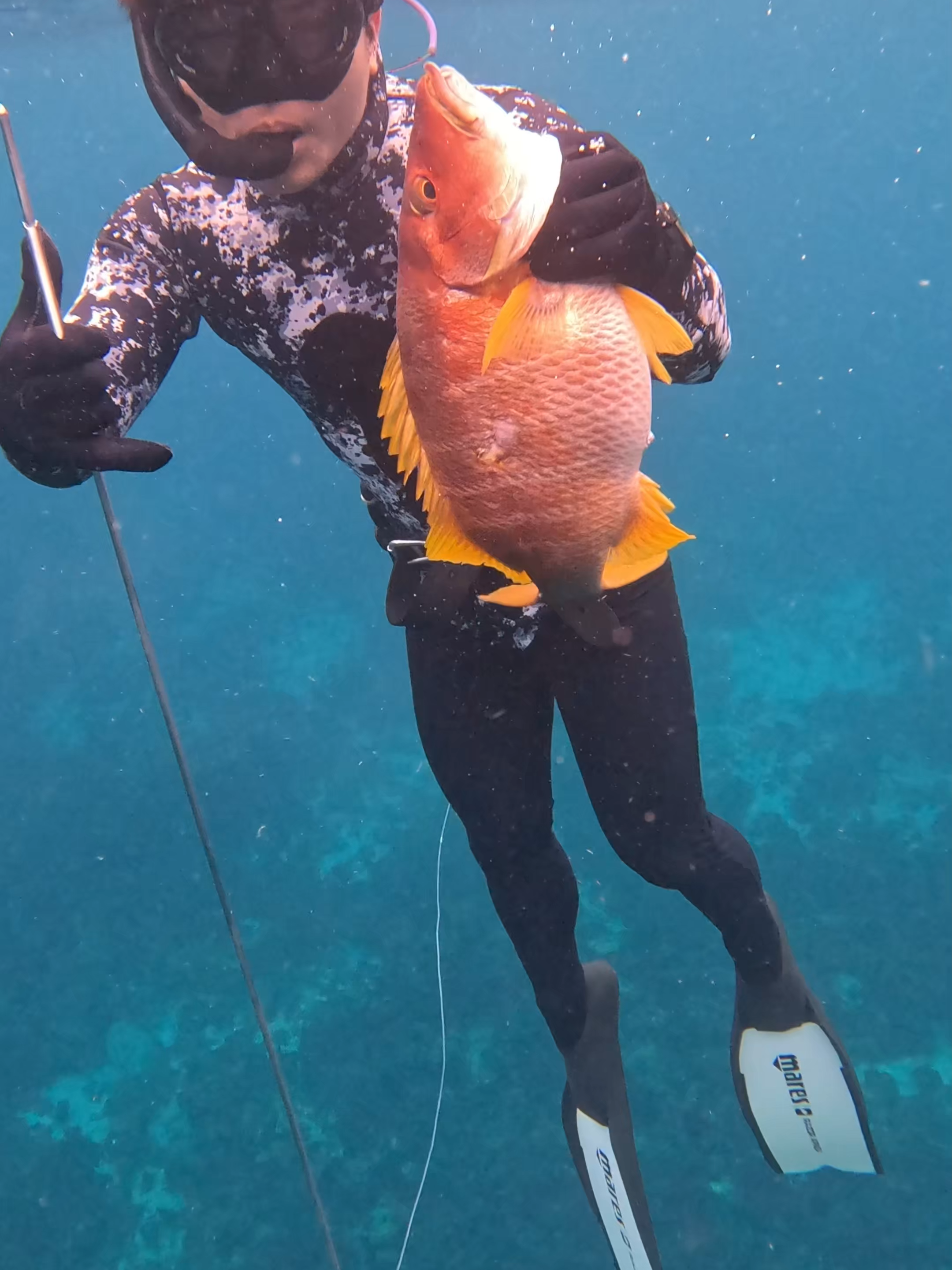Boy catches Snapper in the deep #spearfishing #barracuda #bahamas #great #boy #freediving #snapperz #redsnapper #snapper #Spearfishing #mermaid #girl #ladies #girlfishing #spearfishing #spearfishingtiktok #scubadiving #freedive #wildgame #predatorcontrol #spearfishinglife #schoolmaster #snapper