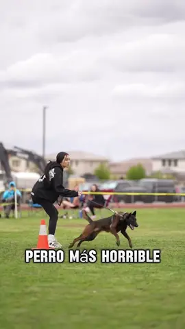 #belgianmalinois #belgianmalinoisoftiktok #belgianmalinoisarecrazy 
