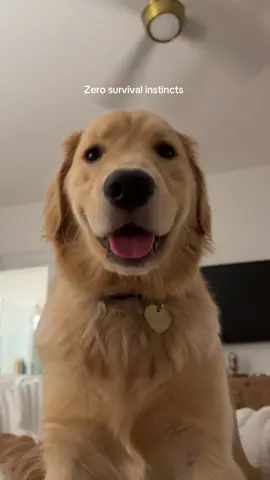 I’ll get em next time #puppytiktok #funnypuppy #cutepuppy #goldenretriever #goldenlife 