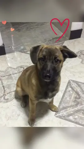 #mamaperruna #teamo ##perritos #perritosadoptados 