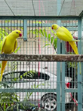 ##foryoupageofficiall #foryou #viral #birdsheaven #MashaAllah 