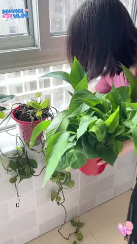 🌸 Chậu hoa cũng treo được! Vừa tiết kiệm diện tích vừa đẹp, nhà biến thành vườn mini ngay