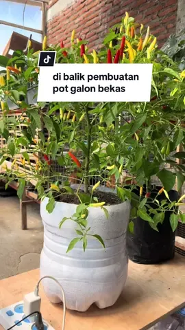mau nambah 5000 pcs lagi kayaknya #kebunhanz #berkebun #gardening #kebunataprumah #galonbekas 