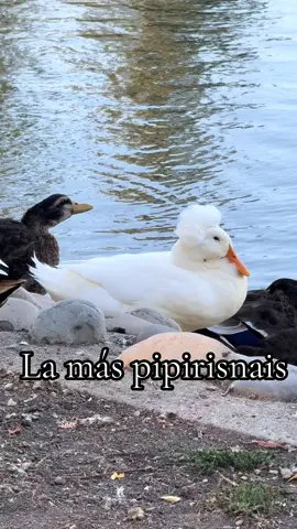 #animalestiernos #paratiiiiiiiiiiiiiiiiiiiiiiiiiiiiiii  #LIVEIncentiveProgram #LIVEStory #PaidPartnership 
