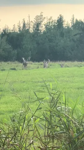 #whitetail #hunting 