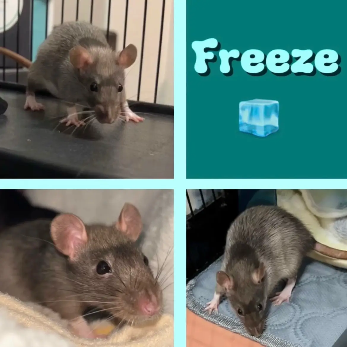 Everyone say hello to the newest members of the FriendlyRatForecast family! The F Squad has officially arrived and they are absolutely adorable!  I can’t wait to learn all about their quirks and personalities and find out how they’ll fit in with the mischief. They will be quarantined for 2 weeks (as usual), but I hope you guys are excited to see them in videos very soon! Rattie kisses to you all! 💕🐀