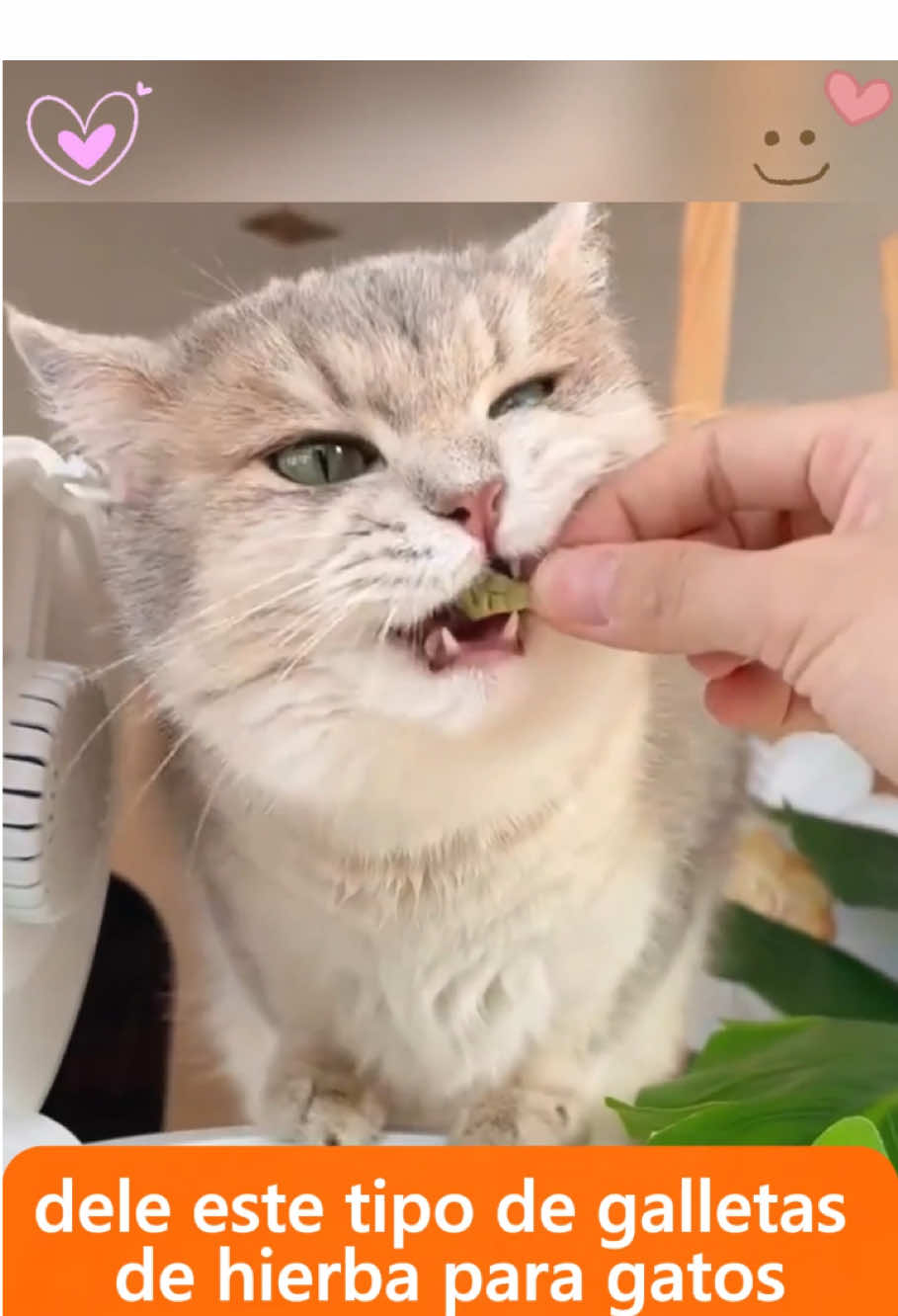 Cat Grass Treats- Helps Cats Gently Remove Hairballs,Reduces Shedding,A Must-have for Cat-Owning Families!#cat #catsoftiktok #cattreats #catfood #catlover #pet 