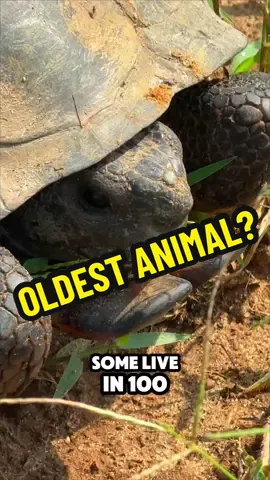 How old is this guy?!? #turtle #old 