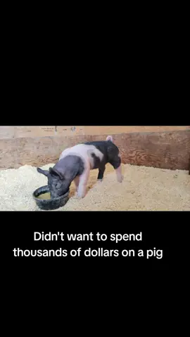 Something about feeding this one on our own just makes the win feel extra special. Not that we don't love our breeders but this girl was a random purchase.  #Showpigs #StateFair #BreedingGilt #StockShowWins 