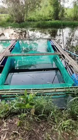 กระชัง​เลี้ยงปลา​ #เกษตร  #เลี้ยง สัตว์​ #ประมง #เลี้ยงปลา​ #สัตว์​น้ำ