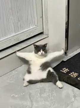 功夫小猫#功夫 #猫 
