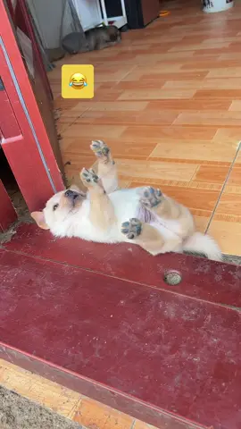 #cute #funny #animals 