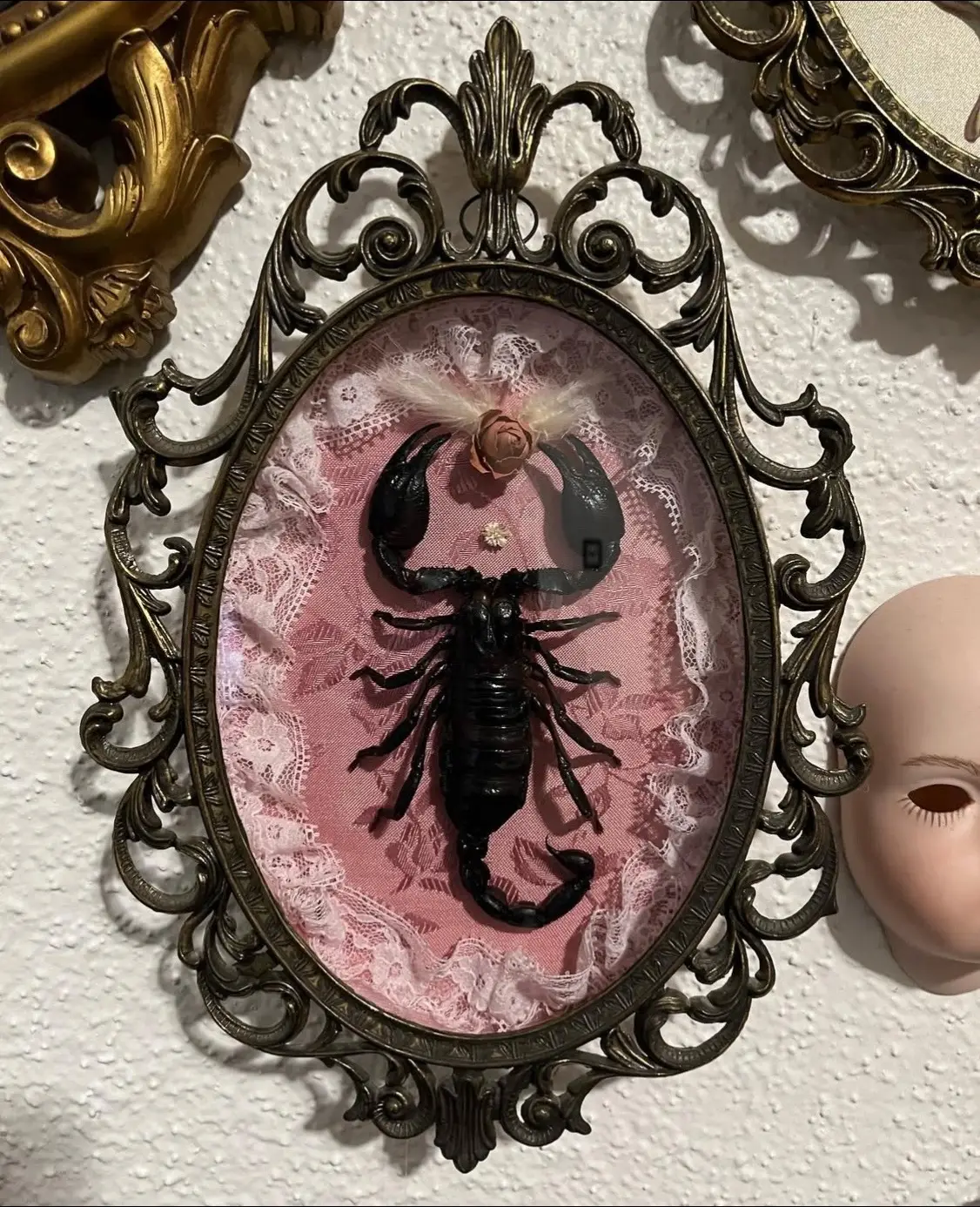 Some of my creations🖤 Follow my insta for more🫶🏻 #taxidermy #gothicstyle 
