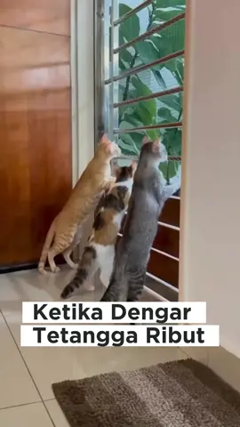 Ketika denger tetangga ribut #ribut #kucingtiktok  #catsoftiktok  #fypage  #viraltiktok 