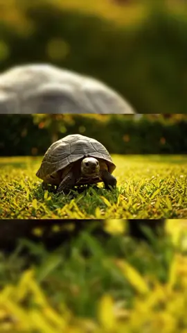 Las tortugas de tierra pueden vivir… ¡más que tu consola de videojuegos! #tortues #curiosidades #tortuga #viral  #SabiasQue 