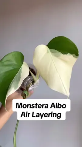 Air layering this gorgeous sectorally variegated Monstera Albo (small form) so I can separate it from the mother plant (bottom cutting)! The other growth points have gone dormant and separating this 2-leaf shoot from the mother plant will re-activate those other growths points. 💚 #variegated #monstera #propagation #airlayering 