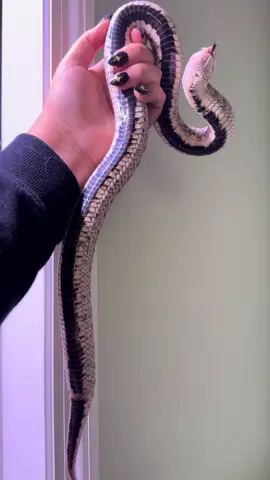 Big girl 🖤 #LanguageLearning #hognosesnake #colubrid #heterodonnasicus #foryou #superarctichognose #leviathanexoticsfl #reptiles #snake #pet #reptilebreeder #womeninmaledominatingfields #florida #exotics 