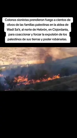 Colonos sionistas prendieron fuego a cientos de olivos de las familias palestinas en la aldea de Wadi Sa'ir, al norte de Hebrón, en Cisjordania, para coaccionar y forzar la expulsión de los palestinos de sus tierras y poder robárselas. El sionismo arrasa todo a su paso por tal de robar las tierras a los palestinos, miles de hectáreas son quemadas por colonos cada año en Cisjordania para destruir la fuente de supervivencia de las familias palestinas. #Cisjordania#colonosisraelíes #freepalestine🇵🇸❤️ #israhell