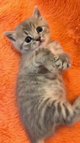 #funnycatsoftiktok😂😂😍cute #kitty #cats #kittens #fyp               